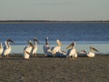 Pelicans Royalty Free Stock Photo