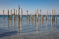 Pelicans Resting on old Pilings