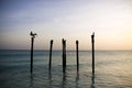 Pelicans resting on Poles