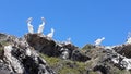 Pelicans on rocks at Penguin Island, Perth, Western Australia