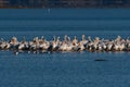 Pelicans on a sand bar in a lake as Laughing Gulls swim nearby