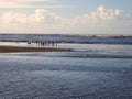 Pelicans on Sand Bar