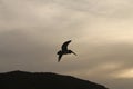 Pelicans saying goodbye at sunset Royalty Free Stock Photo