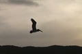 Pelicans saying goodbye at sunset Royalty Free Stock Photo