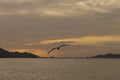 Pelicans saying goodbye at sunset Royalty Free Stock Photo