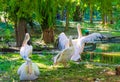 Pelicans at Sea Garden zoo Varna Bulgaria Royalty Free Stock Photo