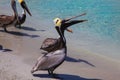 Pelicans on the sea shore on the beach Varadero, Cuba. Royalty Free Stock Photo