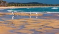 Pelicans and Seagulls on the Beach Royalty Free Stock Photo