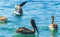 Pelicans and seagulls birds fight over food Puerto Escondido Mexico Royalty Free Stock Photo