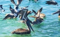 Pelicans and seagulls birds fight over food Puerto Escondido Mexico Royalty Free Stock Photo