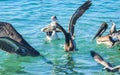 Pelicans and seagulls birds fight over food Puerto Escondido Mexico Royalty Free Stock Photo