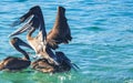 Pelicans and seagulls birds fight over food Puerto Escondido Mexico Royalty Free Stock Photo