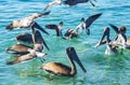 Pelicans and seagulls birds fight over food Puerto Escondido Mexico Royalty Free Stock Photo