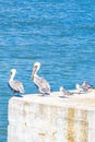 Pelicans seagulls birds on port of Holbox island in Mexico