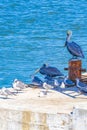 Pelicans seagulls birds on port of Holbox island in Mexico Royalty Free Stock Photo