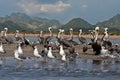 Pelicans and seagulls on a sandbar