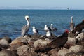 Pelicans, seagulls and vulture on rocks.