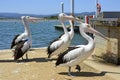 Pelicans on the shore in Mallacoota town centre.