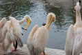 Pelicans on the shore resting