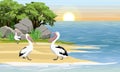 Pelicans on the shore of a tropical bay. Grass, stones and trees.