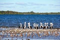 Pelicans and Shorebirds