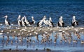 Pelicans and Shorebirds
