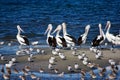 Pelicans and Shorebirds