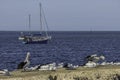 Pelicans, Silver Gulls and a Boat in Kangaroo Island, Australia