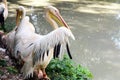 Pelicans sit on the shore near the lake.