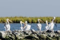 Pelicans Sitting Atop Rip Rap on Pelican Island in Barataria Bay and the Gulf of Mexico, Louisiana Royalty Free Stock Photo