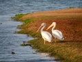 Pelicans standing by a lake in Baton Rouge