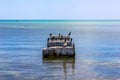 Pelicans standing on pier