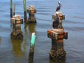 Pelicans standing on piers