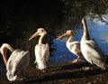 Pelicans standing on the river bank