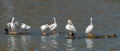 Pelicans standing on rocks in Lake Chapala