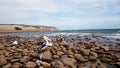 Pelicans on Stokes Beach Royalty Free Stock Photo