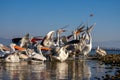 Pelicans stretch to catch fish in shallows Royalty Free Stock Photo
