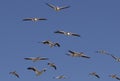 Pelicans on a summery clear day flying