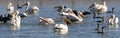 Pelicans on a summery clear day in water with other birds panorama