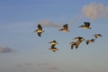 Pelicans at sunrise