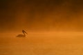 Pelicans at sunrise in the Danube Delta Biosphere Reserve in Romania. Royalty Free Stock Photo