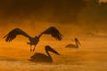 Pelicans at sunrise in the Danube Delta Biosphere Reserve in Romania.