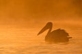 Pelicans at sunrise in the Danube Delta Biosphere Reserve in Romania.