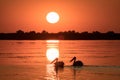 Pelicans at sunrise in Danube Delta