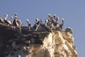 Pelicans at sunset Royalty Free Stock Photo