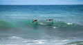 Pelicans surfing over the waves Royalty Free Stock Photo