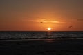 Pelicans swarm over the Gulf of Mexico while fishing at sunset