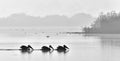 Pelicans swim across the water in the morning mist. Black and white photo