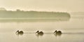 Pelicans swim across the water in the morning mist.