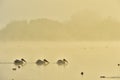 Pelicans swim across the water in the morning mist.